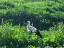 A stork in the outskirts of Izvara